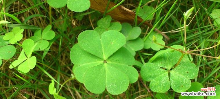 揭开四叶草的神秘面纱 四叶草的花语与传说