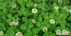 探寻幸运与希望的“四叶神奇” 四叶草的含义和象征意义