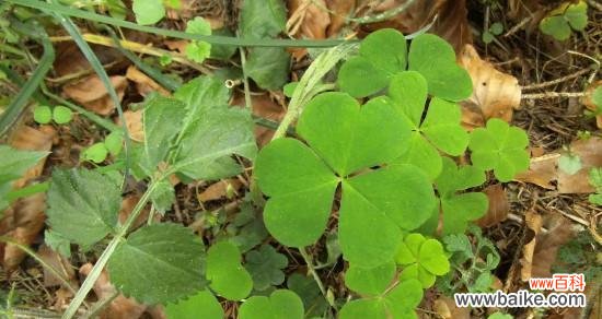 探寻幸运与希望的“四叶神奇” 四叶草的含义和象征意义