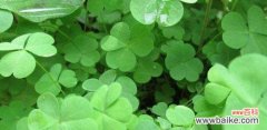 揭秘四叶草的传奇之美 四叶草的寓意和花语