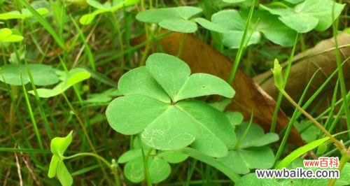 幸运的代表与生命的希望 四叶草的寓意与意义
