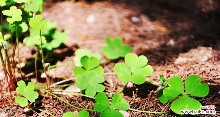 幸运的代表与生命的希望 四叶草的寓意与意义