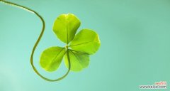 幸运的代表与生命的希望 四叶草的寓意与意义
