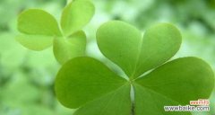 神奇的四叶草带给我们的启示 四叶草的寓意与象征意义