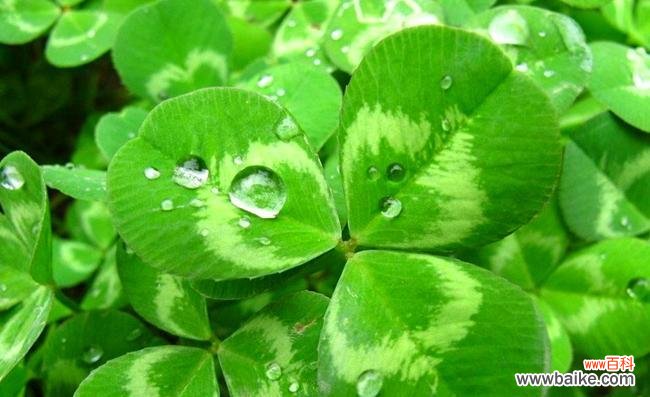 神奇的四叶草带给我们的启示 四叶草的寓意与象征意义