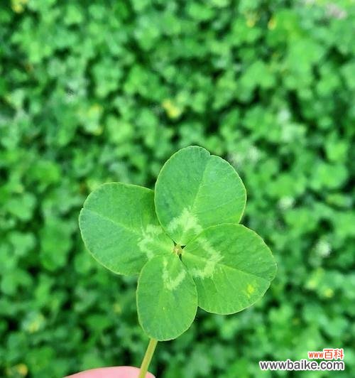 探寻四叶草的幸运与祝福 四叶草的寓意和象征意义