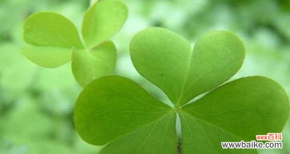 探寻四叶草的幸运与祝福 四叶草的寓意和象征意义
