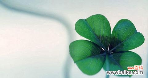 揭示四叶草的神秘魅力,探索其独特的花语 四叶草的花语和寓意