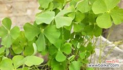 追寻幸运的暗示与期望 四叶草花语的意义及传说故事