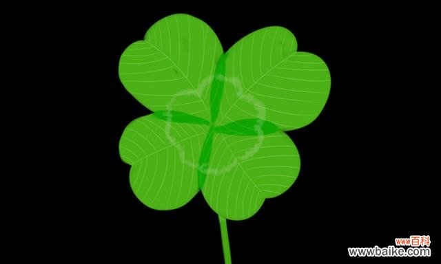 探寻幸运与希望的奥秘 四叶草的寓意与象征意义