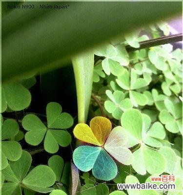 探寻四叶草的吉祥象征与深层含义 四叶草的神奇寓意