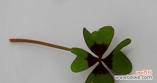 寻找幸运的小宝藏 四叶草的象征意义及传说