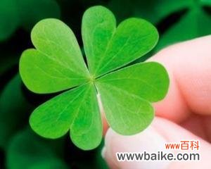 寻找幸运的小宝藏 四叶草的象征意义及传说