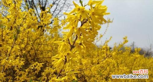 绽放在春天的花朵美景 春天之美——盛开的花朵