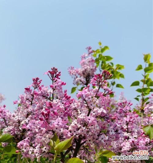 绽放在春天的花朵美景 春天之美——盛开的花朵