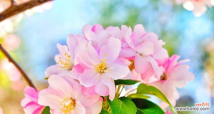 绽放在春天的花朵美景 春天之美——盛开的花朵