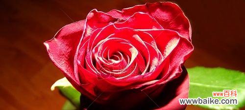 大红色玫瑰的浪漫之情 大红色玫瑰的花语之爱与热情