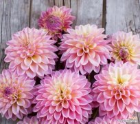 用花朵与大丽花共同诠释生活的多彩和情感的纷繁 大丽花花语