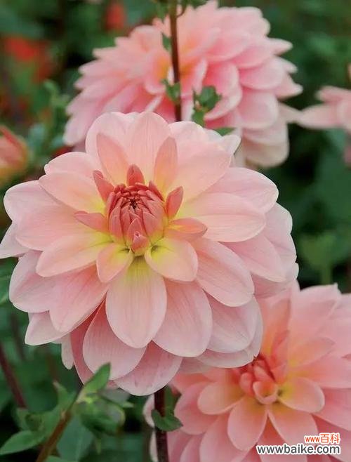 探索大丽花的花语与奇妙魅力 大丽花的花语与美丽传说