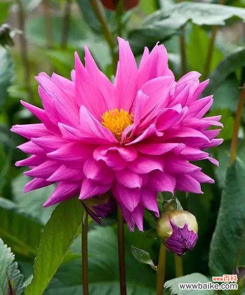 探索大丽花的花语与奇妙魅力 大丽花的花语与美丽传说