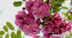 探索刺槐花的花语 刺槐花语