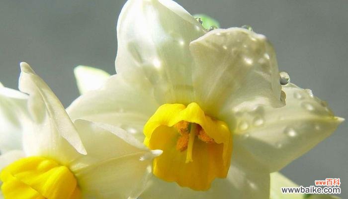纯洁无瑕 纯白水仙花的花语与美丽