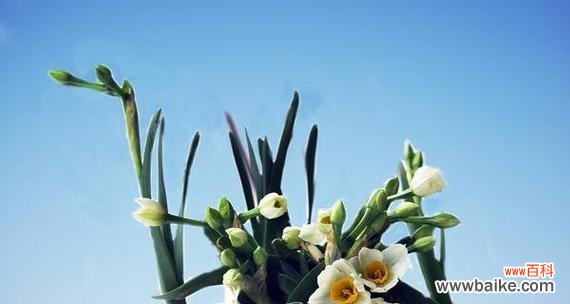 纯洁无瑕 纯白水仙花的花语与美丽