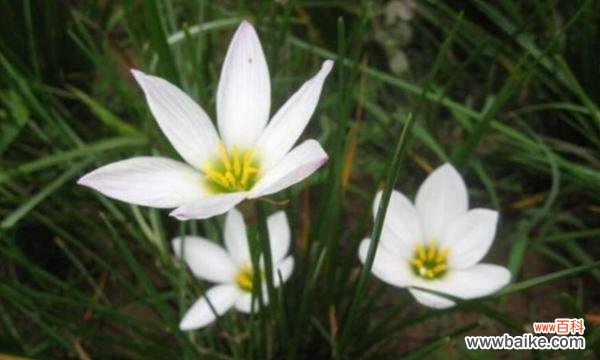 绽放于花海中的情感细语 葱兰花语