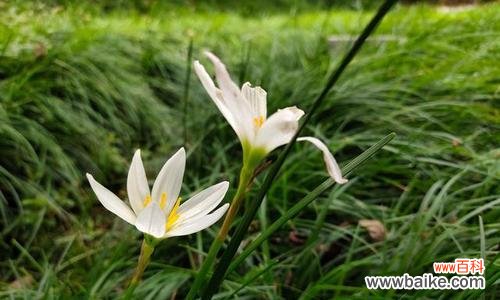 绽放于花海中的情感细语 葱兰花语