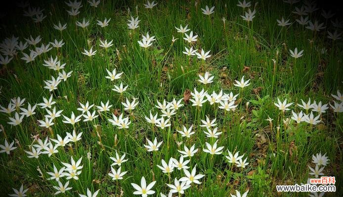 绽放于花海中的情感细语 葱兰花语