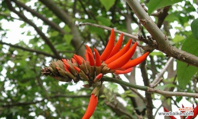 刺桐花传递着美丽与坚强 刺桐花语