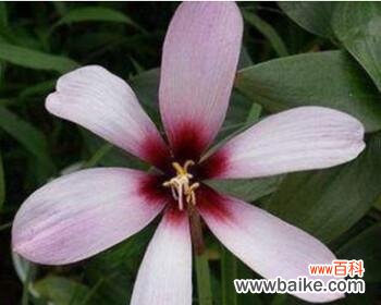 希望与幸福 葱兰花的花语-春风拂面的希望