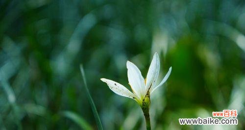 希望与幸福 葱兰花的花语-春风拂面的希望