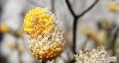 揭示打结花背后的奥秘 打结花的花语及其寓意