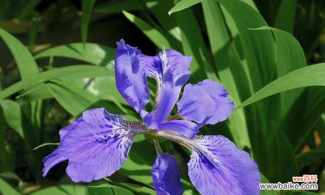 以大扁竹兰的花语为主题探讨美丽与坚韧的象征意义 大扁竹兰的花语——美丽与坚韧并存