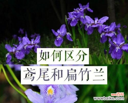 以大扁竹兰的花语为主题探讨美丽与坚韧的象征意义 大扁竹兰的花语——美丽与坚韧并存