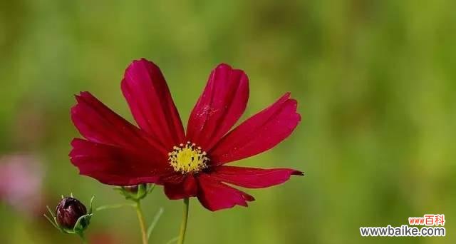 揭秘大波斯菊花的花语及魅力 大波斯菊花