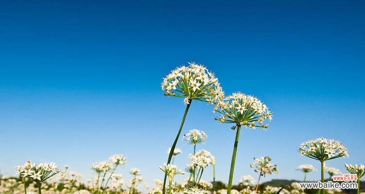 揭秘大波斯菊花的花语及魅力 大波斯菊花