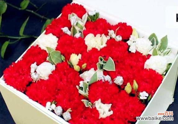 热情 大红色康乃馨的花语——传递爱与祝福的象征