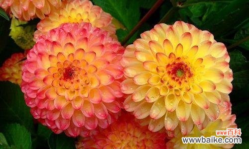 探索大丽花的神秘与美丽 大丽花花语