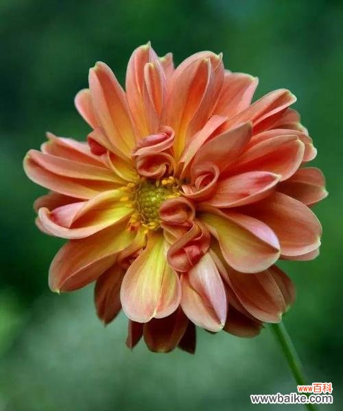 探索大丽花的神秘语言 大丽花的花语意义