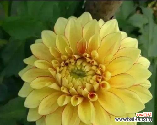 探索大丽花的神秘语言 大丽花的花语意义