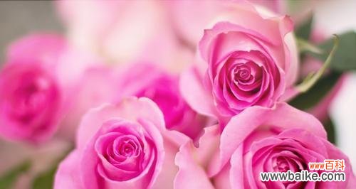 探寻爱情的芬芳之蕊 花语浪漫——以代表爱情的花为主题