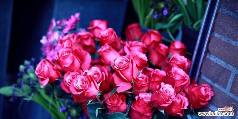 探寻爱情的芬芳之蕊 花语浪漫——以代表爱情的花为主题