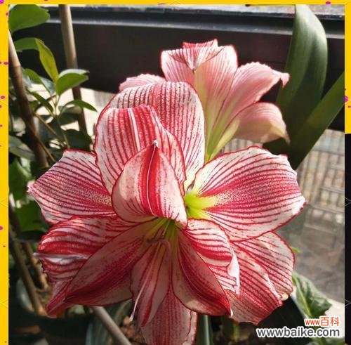 不同节日的花有哪些特别寓意？