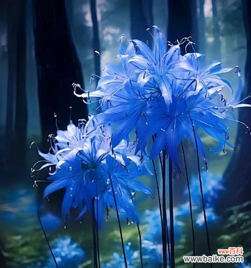 蓝色彼岸花代表什么？它的象征意义是什么？