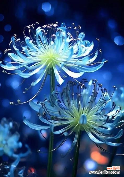 蓝色彼岸花代表什么？它的象征意义是什么？