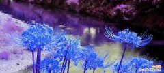 蓝色彼岸花代表什么？它的象征意义是什么？