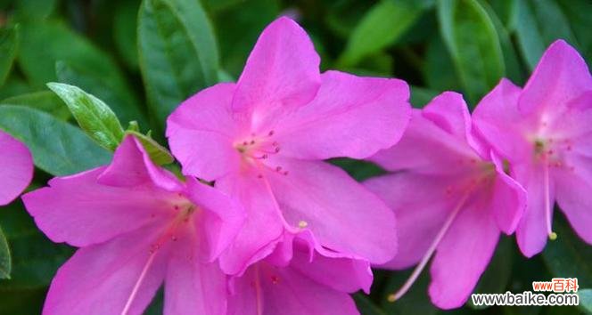 粉色杜鹃花的花语是什么?它象征着什么?