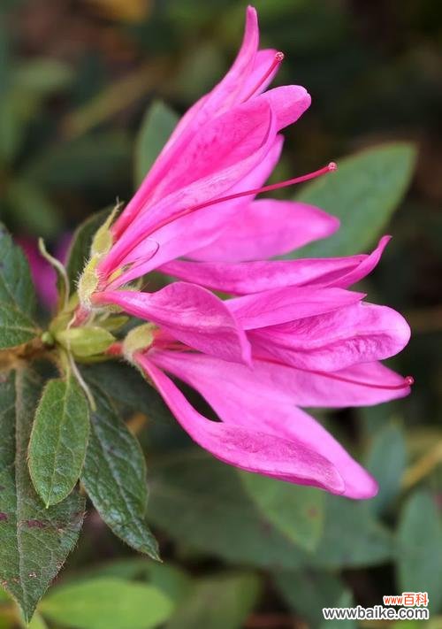 粉色杜鹃花的花语是什么?它象征着什么?